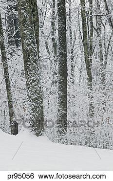Stock Photo - snow-covered trees. 
fotosearch - search 
stock photos, 
pictures, images, 
and photo clipart