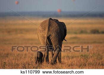 Stock Photograph - african elephants, 
kenya, africa. 
fotosearch - search 
stock photos, 
pictures, images, 
and photo clipart
