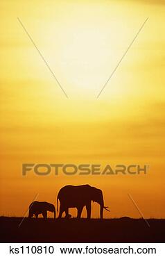 Stock Photography - african elephants. 
fotosearch - search 
stock photos, 
pictures, images, 
and photo clipart