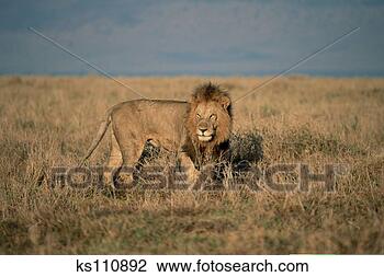 Stock Photo - african lion, 
kenya, africa. 
fotosearch - search 
stock photos, 
pictures, images, 
and photo clipart