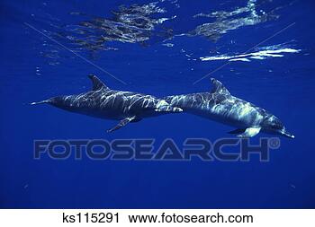 Stock Photography - atlantic spotted 
dolphins (stenella 
frontalis), bahamas. 
fotosearch - search 
stock photos, 
pictures, images, 
and photo clipart