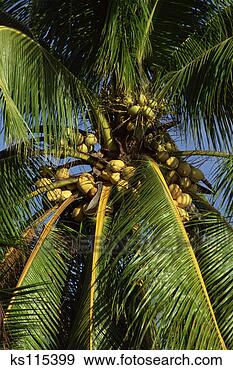 Stock Photograph - caribbean palm 
tree and coconuts, 
cayman islands, 
british west indies. 
fotosearch - search 
stock photos, 
pictures, images, 
and photo clipart