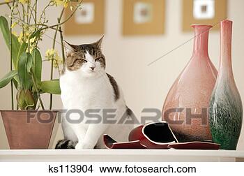 Stock Photo - cat sitting near 
a broken vase 
and flowers. fotosearch 
- search stock 
photos, pictures, 
images, and photo 
clipart
