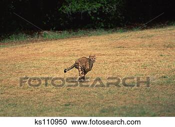 Stock Photography - cheetah, kenya, 
africa. fotosearch 
- search stock 
photos, pictures, 
images, and photo 
clipart