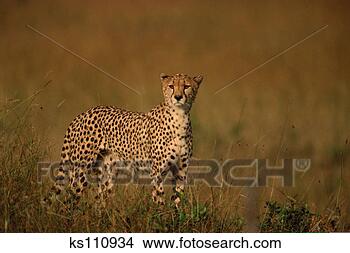 Stock Photo - cheetah. fotosearch 
- search stock 
photos, pictures, 
images, and photo 
clipart