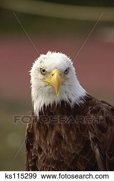 Stock Photograph - close-up of bald 
eagle alberta 
bird of prey center, 
 coaldale. fotosearch 
- search stock 
photos, pictures, 
images, and photo 
clipart