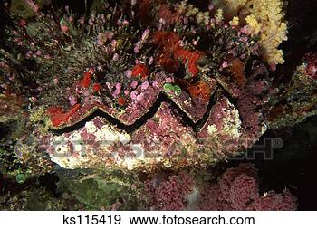 Stock Photograph - comb oyster covered 
by algae tropical 
pacific (borneo 
malaysia). fotosearch 
- search stock 
photos, pictures, 
images, and photo 
clipart