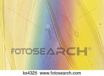 Stock Image - diatom pleurosigma 
angulatum, 100x. 
fotosearch - search 
stock photos, 
pictures, images, 
and photo clipart