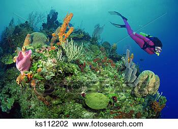 Stock Photo - diver explores 
coral reef with 
tube sponges & 
sea fans, caribbean. 
fotosearch - search 
stock photos, 
pictures, images, 
and photo clipart