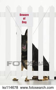 Stock Photo - dog sitting near 
fence with beware 
of dog sign. fotosearch 
- search stock 
photos, pictures, 
images, and photo 
clipart