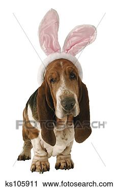 Stock Photography - dog wearing bunny 
ears. fotosearch 
- search stock 
photos, pictures, 
images, and photo 
clipart