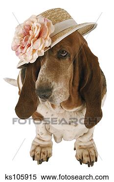 Stock Image - dog wearing woman's 
hat. fotosearch 
- search stock 
photos, pictures, 
images, and photo 
clipart