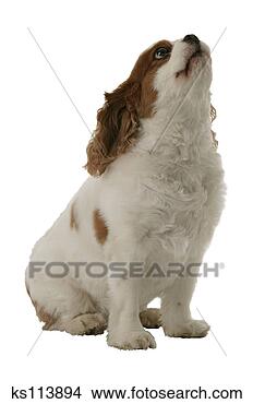 Stock Photo - dog. fotosearch 
- search stock 
photos, pictures, 
images, and photo 
clipart