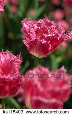 Stock Photo - fancy frill tulips, 
 butchart gardens, 
 victoria,  vancouver 
island. fotosearch 
- search stock 
photos, pictures, 
images, and photo 
clipart