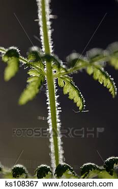 Picture - fern stem. fotosearch 
- search stock 
photos, pictures, 
images, and photo 
clipart