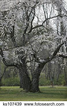 Stock Photograph - flowering tree. 
fotosearch - search 
stock photos, 
pictures, images, 
and photo clipart