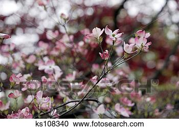 Stock Photography - flowering tree. 
fotosearch - search 
stock photos, 
pictures, images, 
and photo clipart