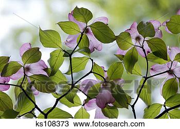 Stock Photo - flowering tree. 
fotosearch - search 
stock photos, 
pictures, images, 
and photo clipart