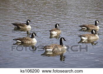 Stock Photography - geese in water. 
fotosearch - search 
stock photos, 
pictures, images, 
and photo clipart