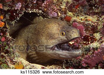 Stock Photo - giant moray eel, 
active hunter 
at night, tropical 
pacific, malaysia. 
fotosearch - search 
stock photos, 
pictures, images, 
and photo clipart