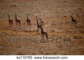 Stock Photo - giraffes, kenya, 
africa. fotosearch 
- search stock 
photos, pictures, 
images, and photo 
clipart