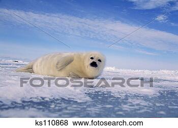 Stock Photo - harp seal, canada. 
fotosearch - search 
stock photos, 
pictures, images, 
and photo clipart