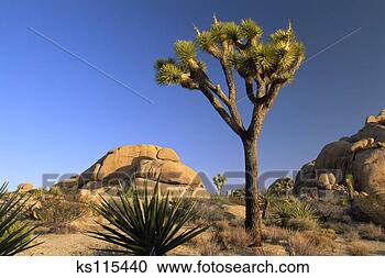 Stock Photography - joshua tree,  
mojave yucca and 
monzogranite rock 
in joshua tree. 
fotosearch - search 
stock photos, 
pictures, images, 
and photo clipart