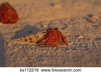 Stock Photo - land hermit, herald 
cay, coral sea, 
australia. fotosearch 
- search stock 
photos, pictures, 
images, and photo 
clipart
