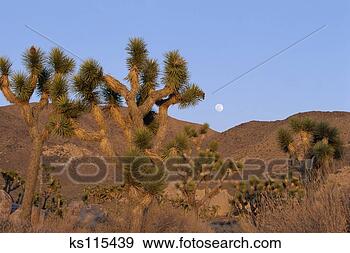 Stock Photograph - moonrise over 
joshua trees, 
joshua tree national 
park, california. 
fotosearch - search 
stock photos, 
pictures, images, 
and photo clipart