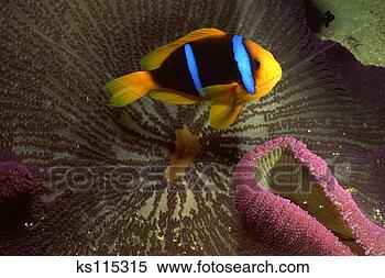 Stock Image - orange-fin clownfish 
and host sea anemone, 
tropical indo-pacific. 
fotosearch - search 
stock photos, 
pictures, images, 
and photo clipart