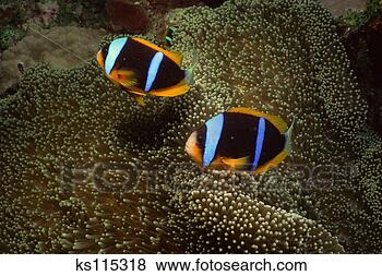 Stock Photo - orange-fin clownfish 
and host sea anemone, 
tropical indo-pacific. 
fotosearch - search 
stock photos, 
pictures, images, 
and photo clipart
