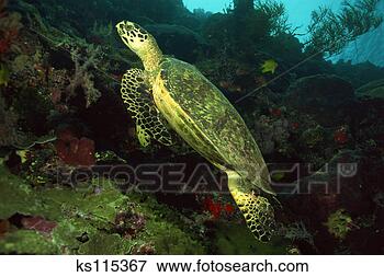 Picture - pacific green 
sea turtle, sipadan 
island, borneo, 
malaysia. fotosearch 
- search stock 
photos, pictures, 
images, and photo 
clipart