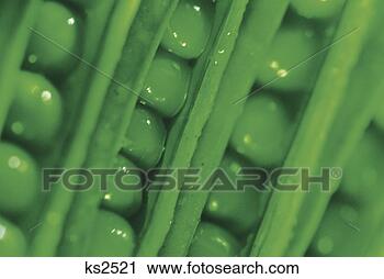 Stock Photography - peas in pods. 
fotosearch - search 
stock photos, 
pictures, images, 
and photo clipart