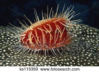 Stock Photograph - rough file shell 
(or flaming scallop), 
florida & caribbean. 
fotosearch - search 
stock photos, 
pictures, images, 
and photo clipart