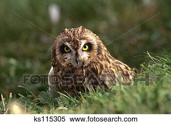 Stock Image - short-eared owl, 
 alberta bird 
of prey center, 
 coaldale,  alberta. 
fotosearch - search 
stock photos, 
pictures, images, 
and photo clipart