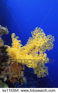 Stock Photo - soft coral pumped-up 
with sea current, 
 west great barrier 
reef &. fotosearch 
- search stock 
photos, pictures, 
images, and photo 
clipart