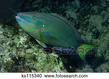 Stock Photography - stoplight parrotfish 
(terminal male), 
florida & caribbean. 
fotosearch - search 
stock photos, 
pictures, images, 
and photo clipart
