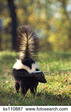 Picture - striped skunk 
spraying, us. 
fotosearch - search 
stock photos, 
pictures, images, 
and photo clipart