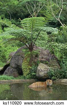 Sumatran+tiger+indonesia