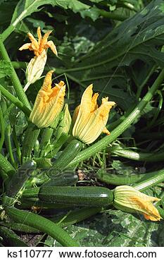 Picture - zucchini field. 
fotosearch - search 
stock photos, 
pictures, images, 
and photo clipart