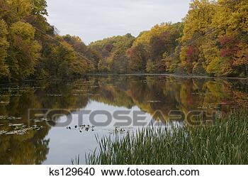 Stock Photography - tranquil tree-lined 
lake in autumn. 
fotosearch - search 
stock photos, 
pictures, images, 
and photo clipart