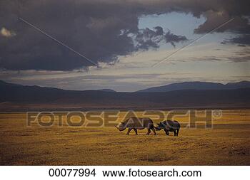 Stock Photo - african safari. 
fotosearch - search 
stock photos, 
pictures, images, 
and photo clipart