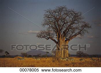 Stock Image - african safari. 
fotosearch - search 
stock photos, 
pictures, images, 
and photo clipart