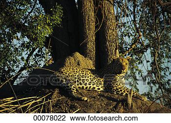 Stock Photo - african safari. 
fotosearch - search 
stock photos, 
pictures, images, 
and photo clipart