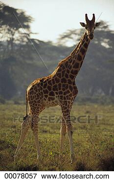 Picture - african safari. 
fotosearch - search 
stock photos, 
pictures, images, 
and photo clipart