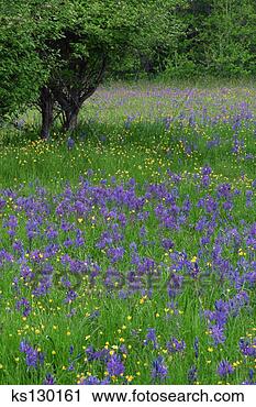 Arquivo de Fotografia - azul,   comum, 
  camas,   buttercups, 
  victoria,   
britânico. fotosearch 
- busca de fotos, 
imagens e clipart