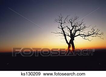 Stock Photograph - bare oak tree 
at dawn. fotosearch 
- search stock 
photos, pictures, 
images, and photo 
clipart