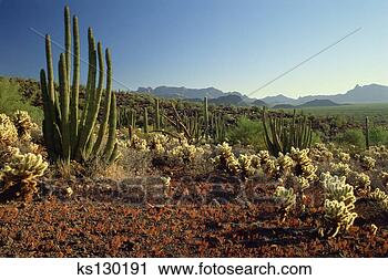 Stock Photography - cacti and desert 
landscape. fotosearch 
- search stock 
photos, pictures, 
images, and photo 
clipart