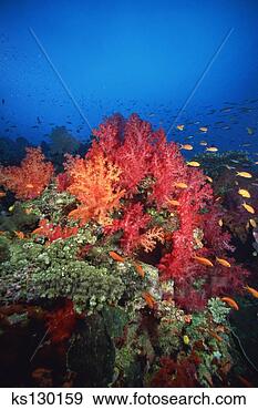 Stock Photograph - coral reef with 
fish. fotosearch 
- search stock 
photos, pictures, 
images, and photo 
clipart