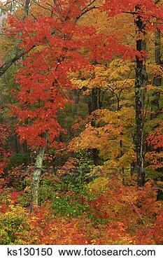 Stock Photography - fall trees. fotosearch 
- search stock 
photos, pictures, 
images, and photo 
clipart